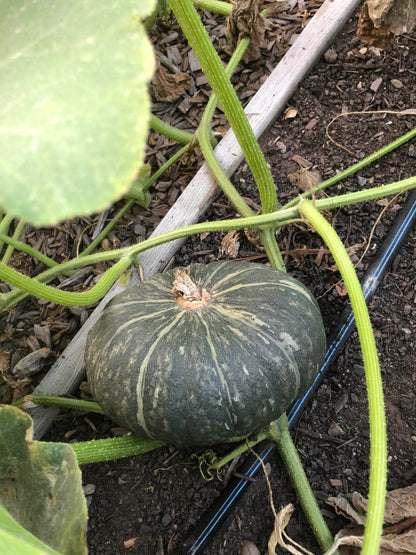 Kabocha Winter Squash - Kurin