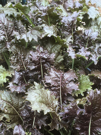 Specialty Kale - Mars Landing