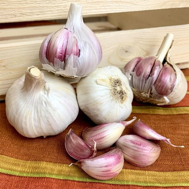 Seed Garlic - Killarney Red