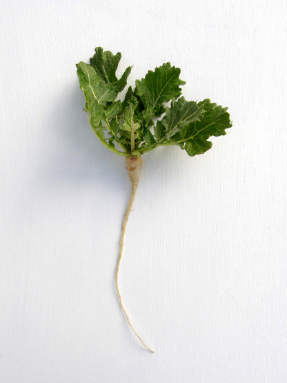 Cover Crop - Kodiak Mustard