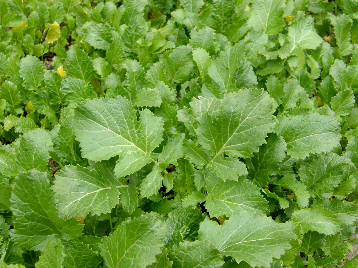 Cover Crop - Kodiak Mustard