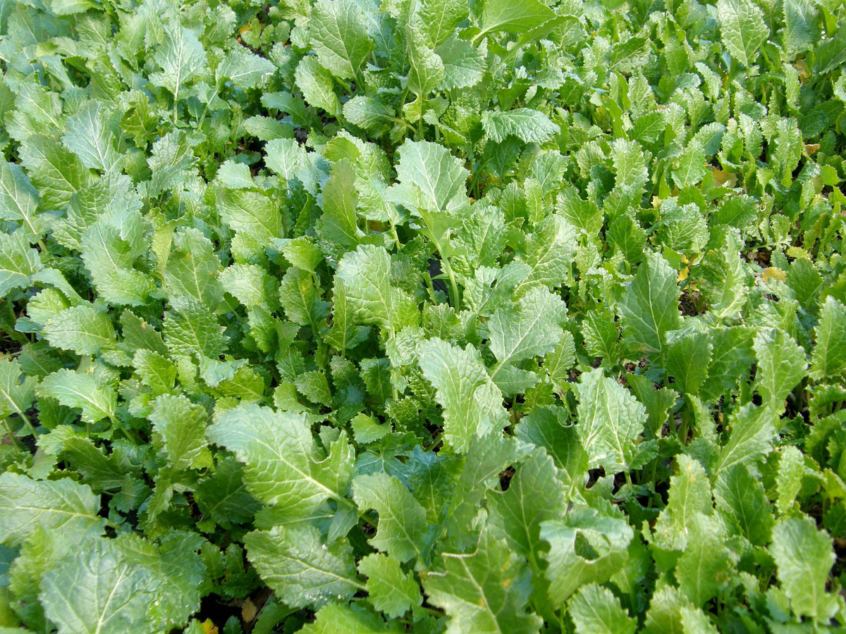 Cover Crop - Kodiak Mustard