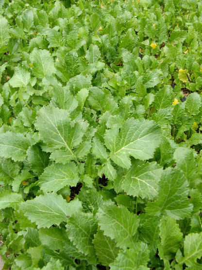 Cover Crop - Kodiak Mustard