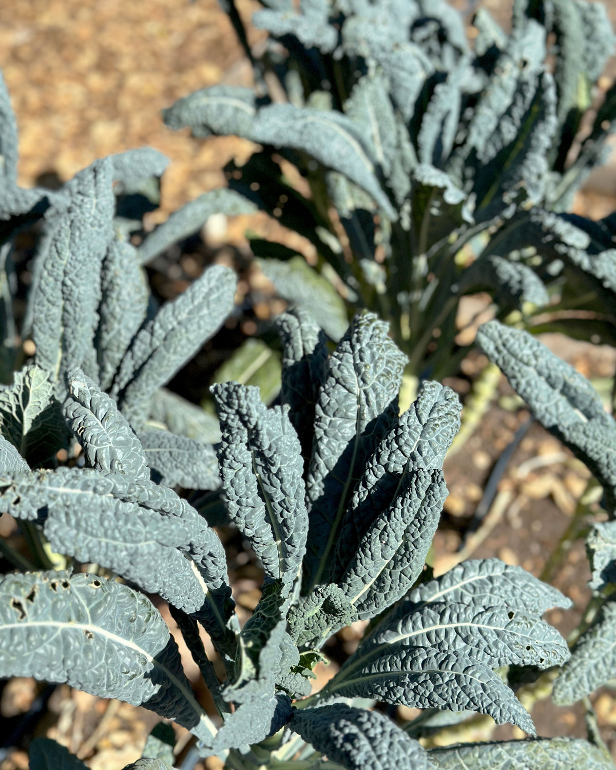 Italian Heirloom Kale - Lacinato