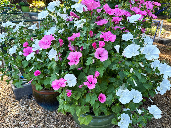 Pollinator Flowers - Patio Pastels Lavatera