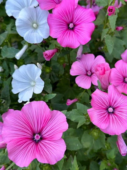Pollinator Flowers - Patio Pastels Lavatera