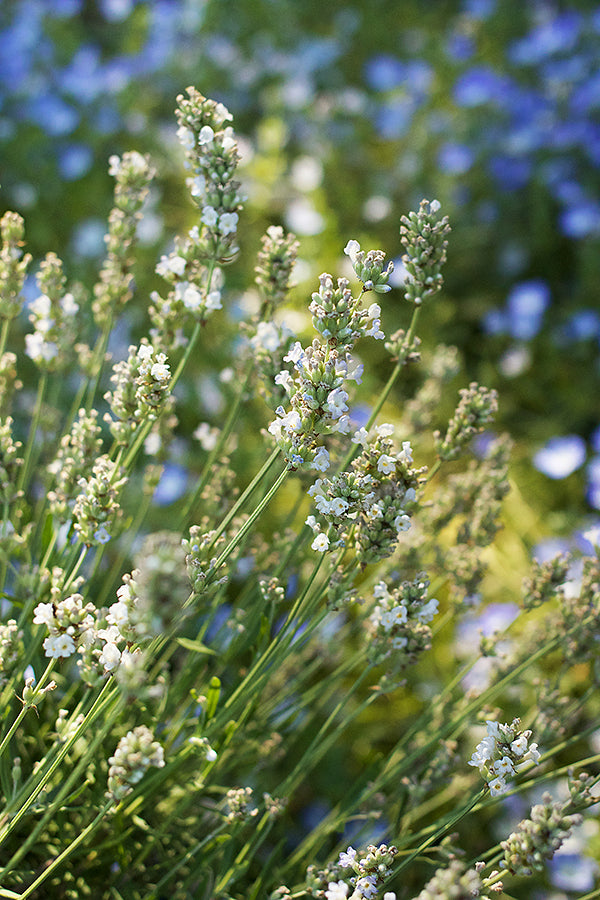 Container Herbs - White Ice Lavender