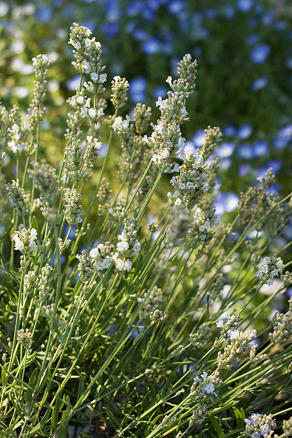 Container Herbs - White Ice Lavender