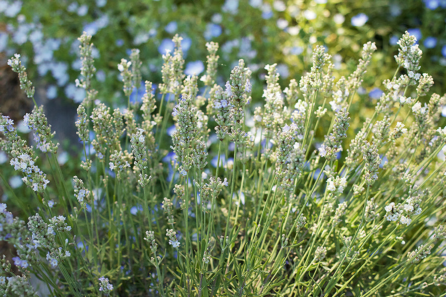 Container Herbs - White Ice Lavender