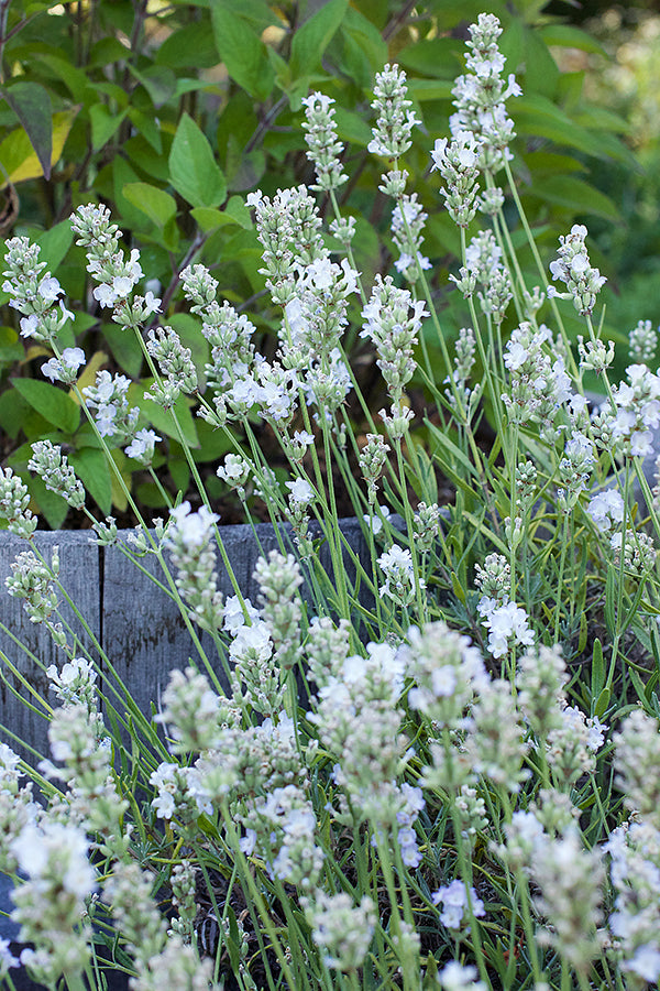 Container Herbs - White Ice Lavender