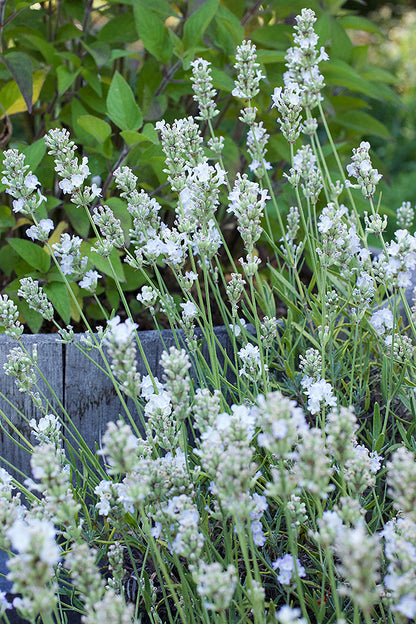 Container Herbs - White Ice Lavender