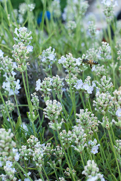 Container Herbs - White Ice Lavender