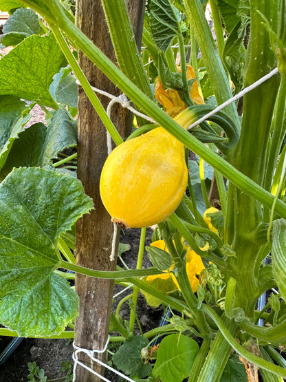 Summer Squash - Little Lemon
