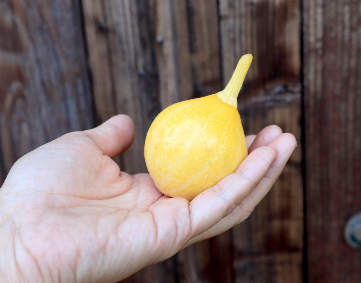 Summer Squash - Little Lemon