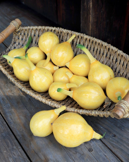 Summer Squash - Little Lemon