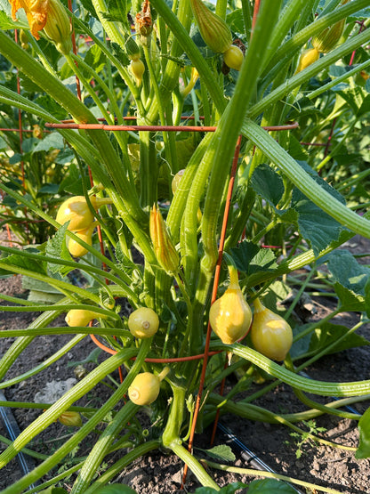 Summer Squash - Little Lemon