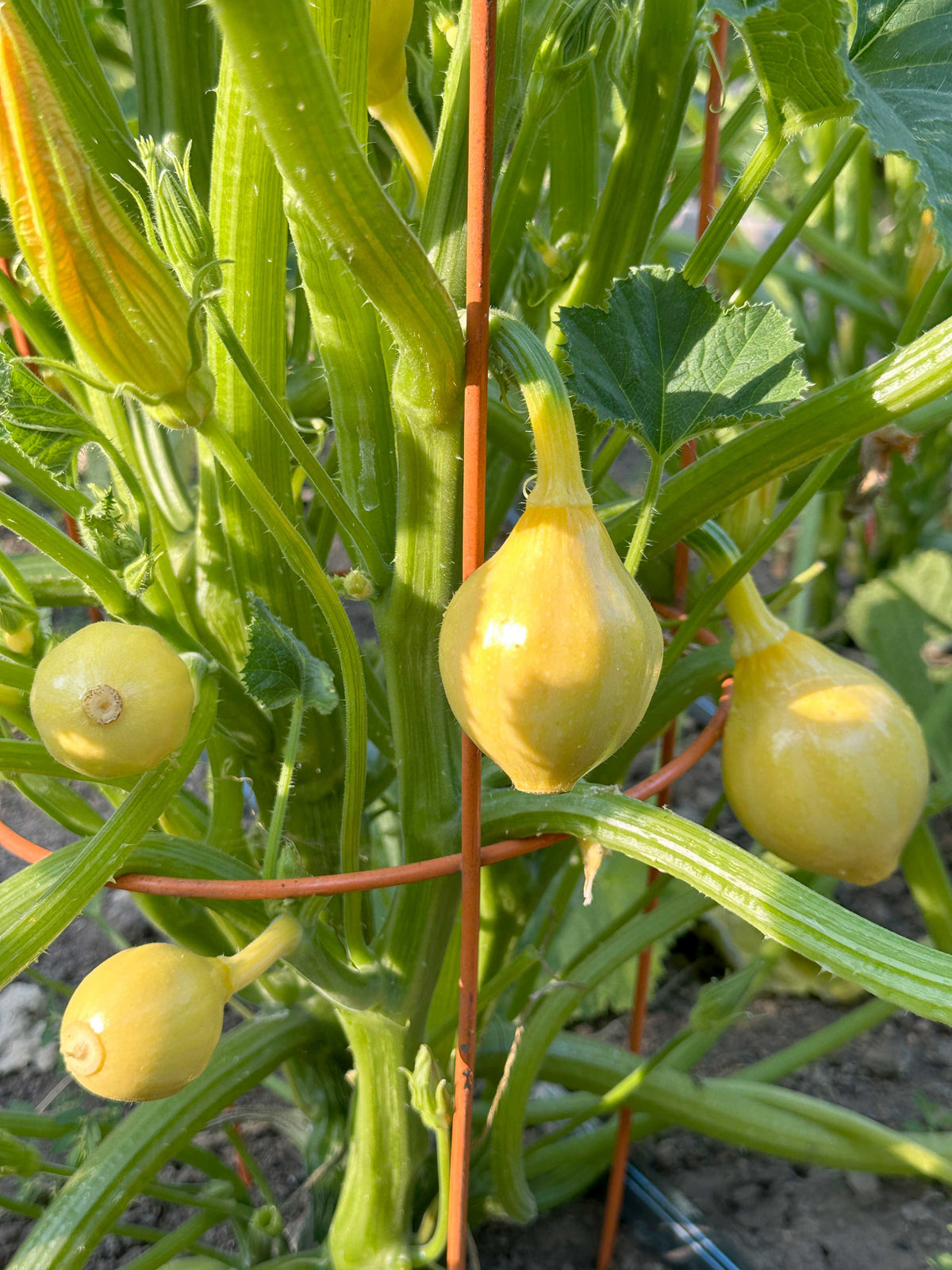 Summer Squash - Little Lemon