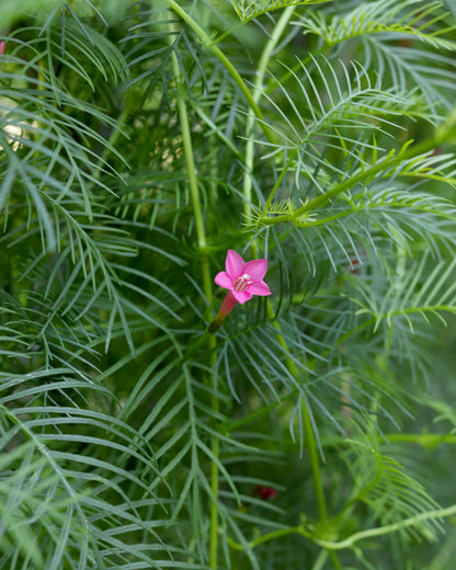 Heirloom Cypress Vine - Maiden's Feather