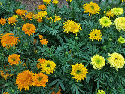 Butterfly Flowers - Spinning Wheels Marigolds