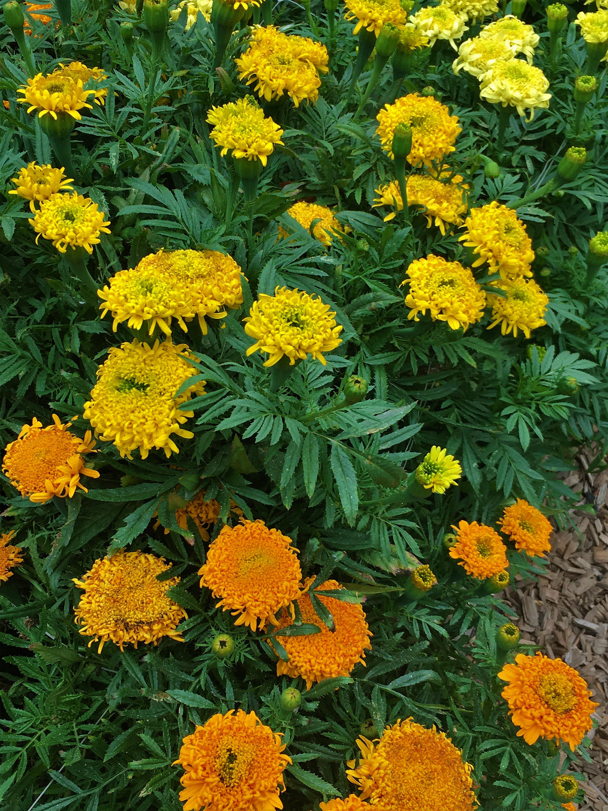 Butterfly Flowers - Spinning Wheels Marigolds