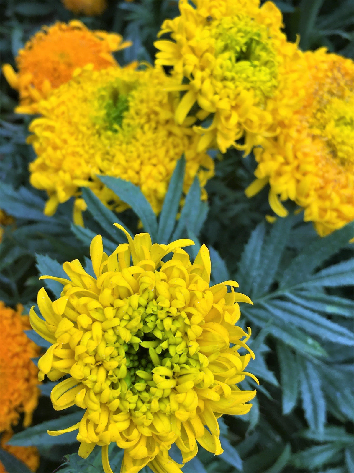 Butterfly Flowers - Spinning Wheels Marigolds