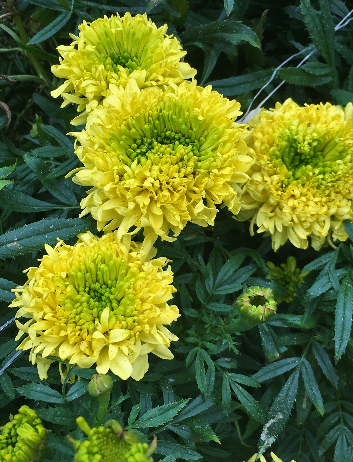 Butterfly Flowers - Spinning Wheels Marigolds
