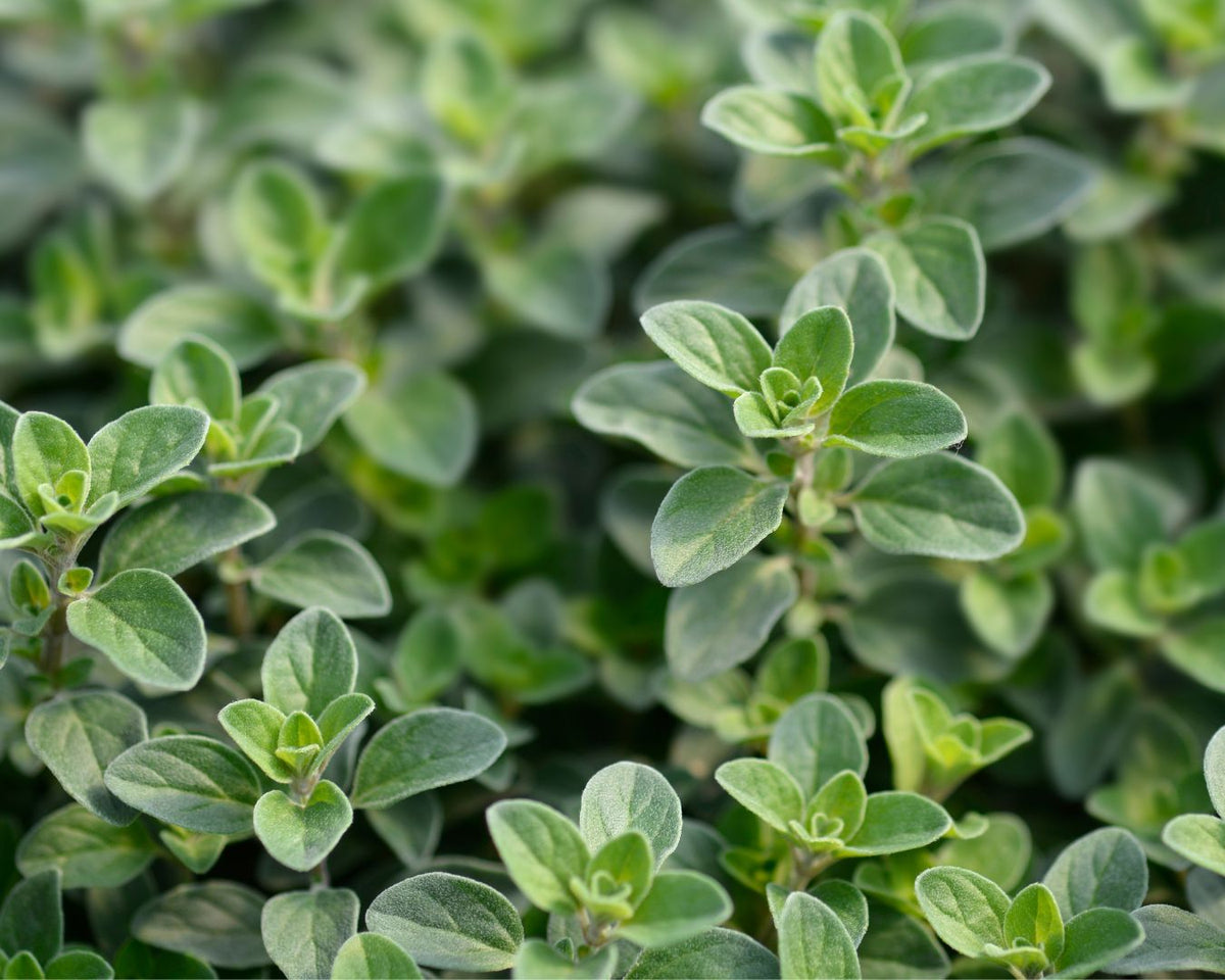 Heirloom Herbs - Sweet Marjoram