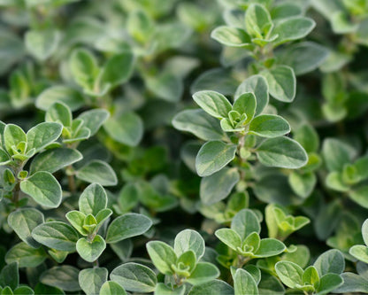 Heirloom Herbs - Sweet Marjoram