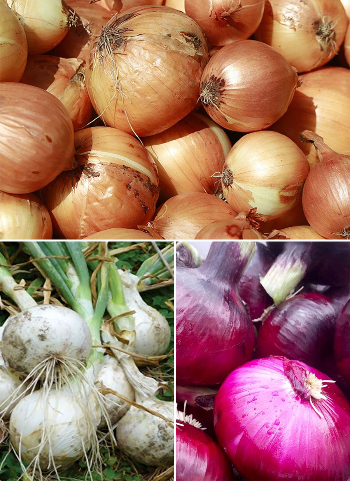 The Onion Trio - Mid-Tier
