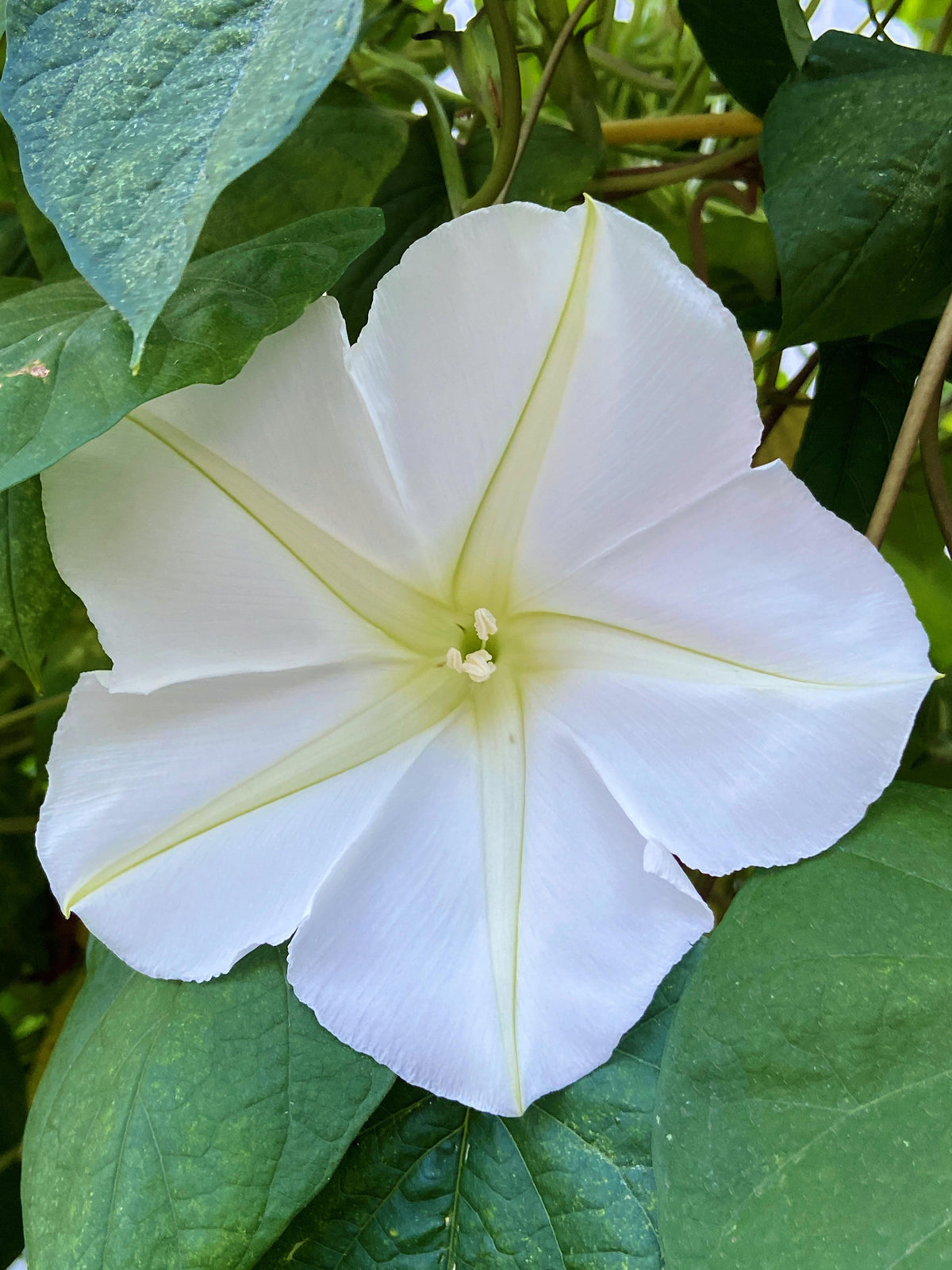 Heirloom Flowering Vine - Fragrant Moonflower