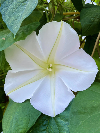 Heirloom Flowering Vine - Fragrant Moonflower