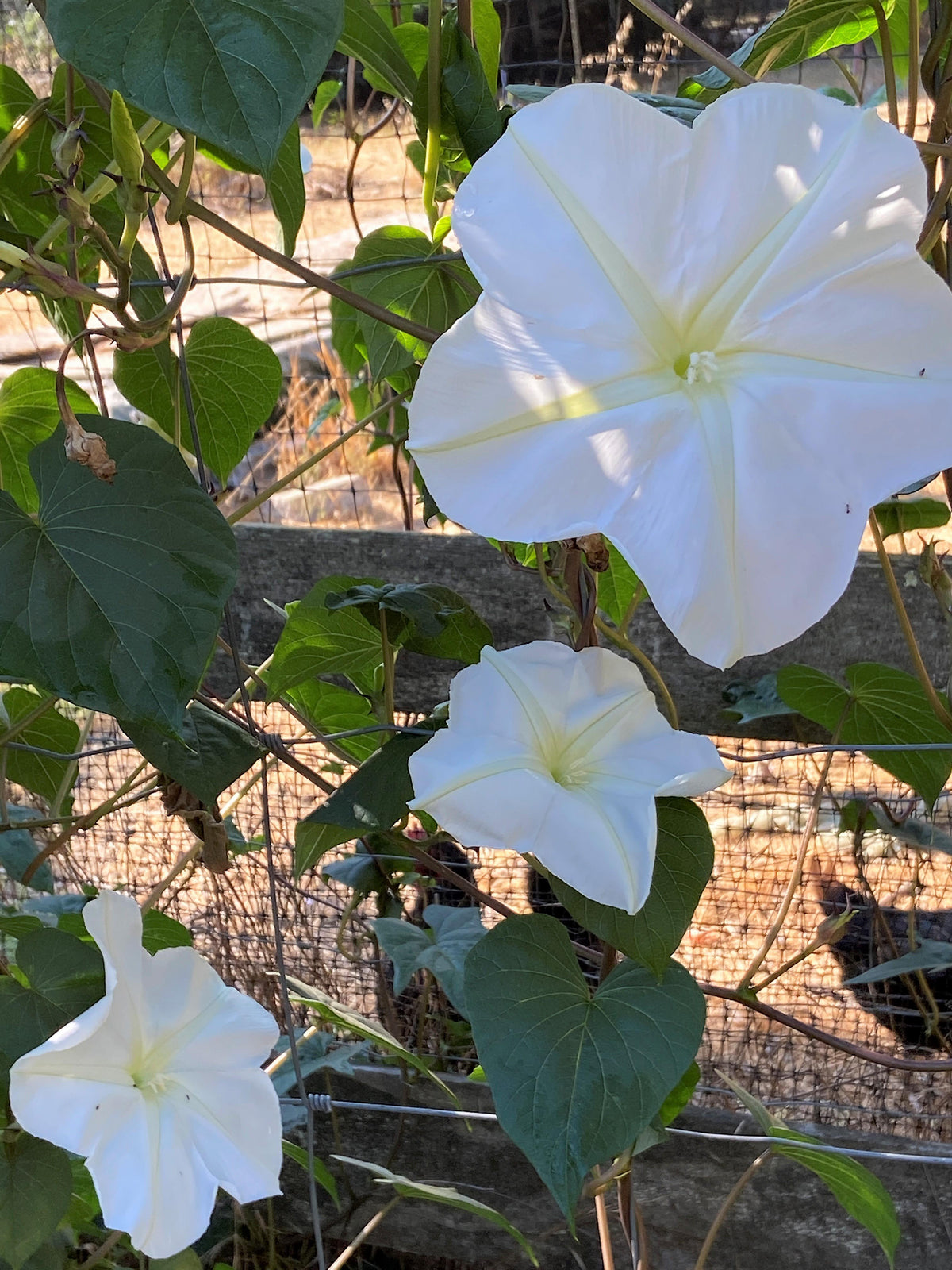 Heirloom Flowering Vine - Fragrant Moonflower