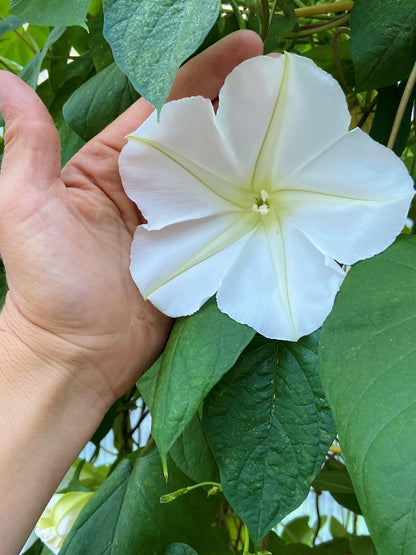 Heirloom Flowering Vine - Fragrant Moonflower