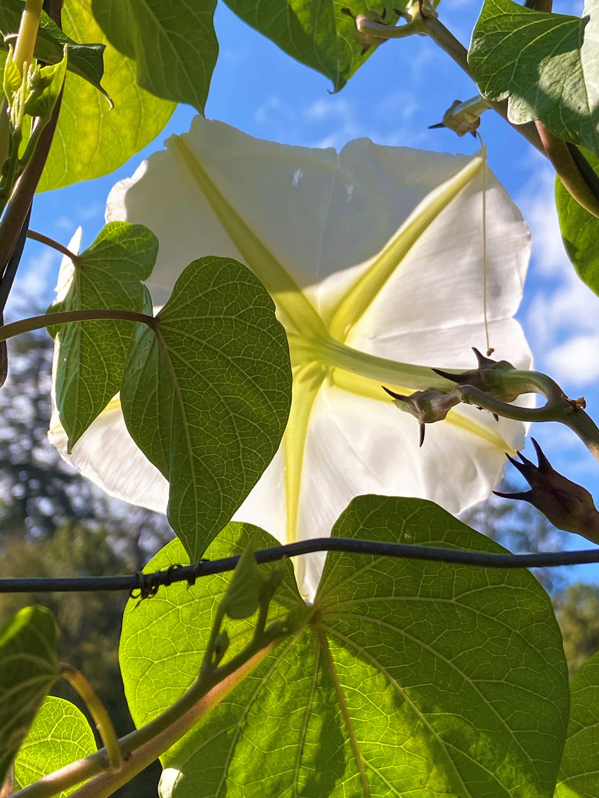 Heirloom Flowering Vine - Fragrant Moonflower