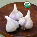 Seed Garlic - Musik Organic
