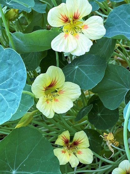 Hummingbird Nasturtiums - Vanilla Berry