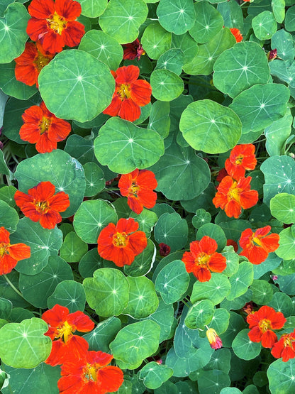 Mounding Nasturtiums - Copper Sunset