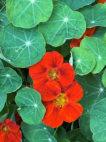 Mounding Nasturtiums - Copper Sunset
