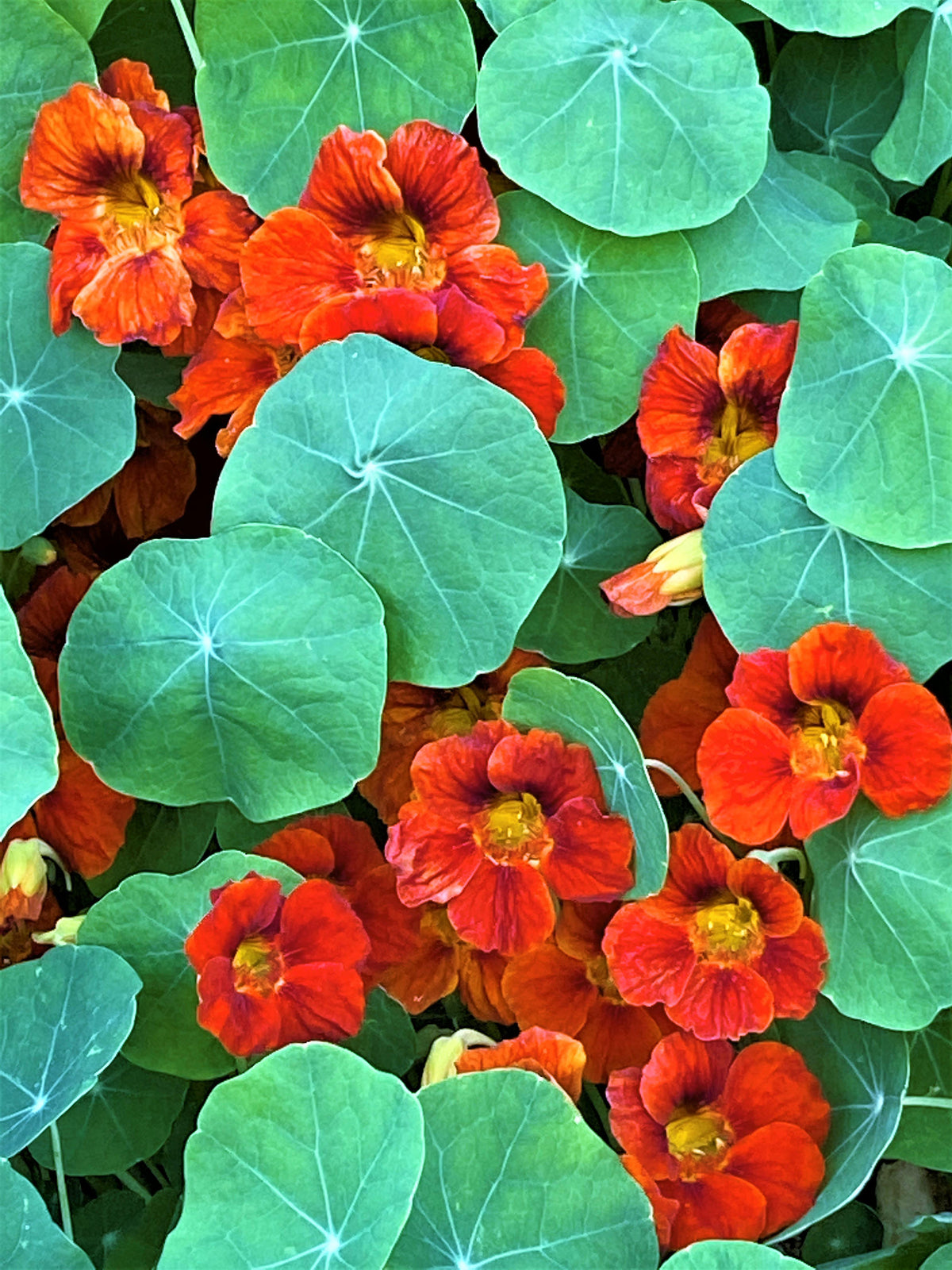 Mounding Nasturtiums - Copper Sunset