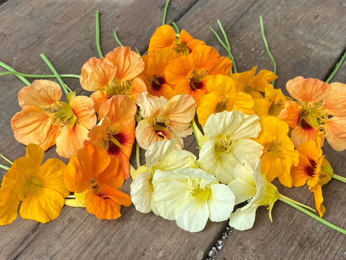 Mounding Nasturtiums - Cup of Sun