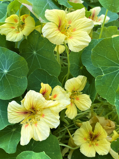 Hummingbird Nasturtiums - Vanilla Berry