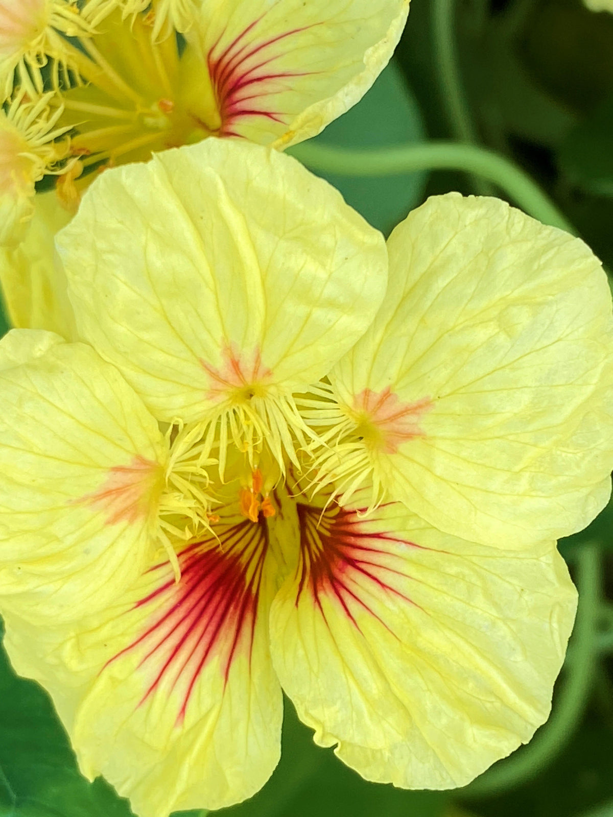 Hummingbird Nasturtiums - Vanilla Berry