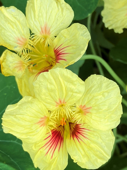 Hummingbird Nasturtiums - Vanilla Berry