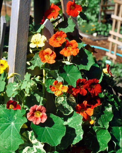 Climbing Nasturtiums - Amazon Jewel