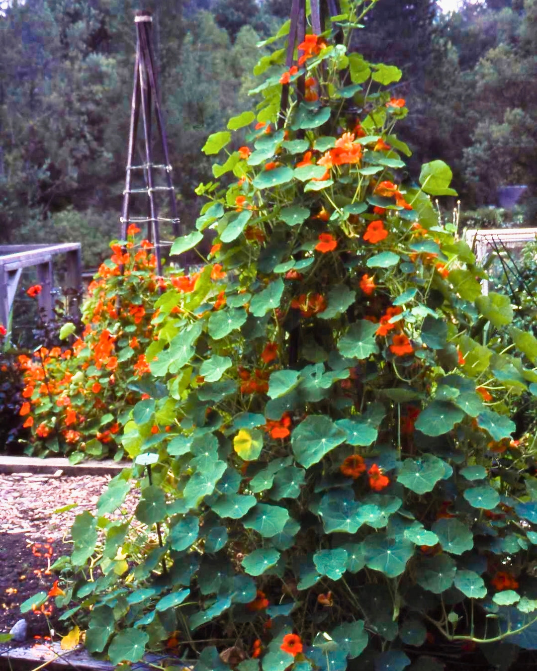 Climbing Nasturtiums - Spitfire