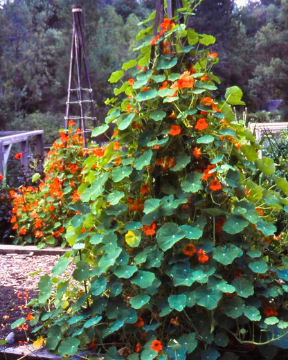 Climbing Nasturtiums - Spitfire