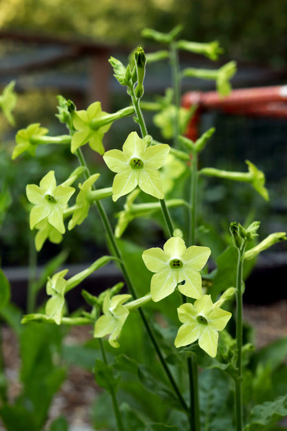 Heirloom Nicotiana - Nicotiana Lime Green