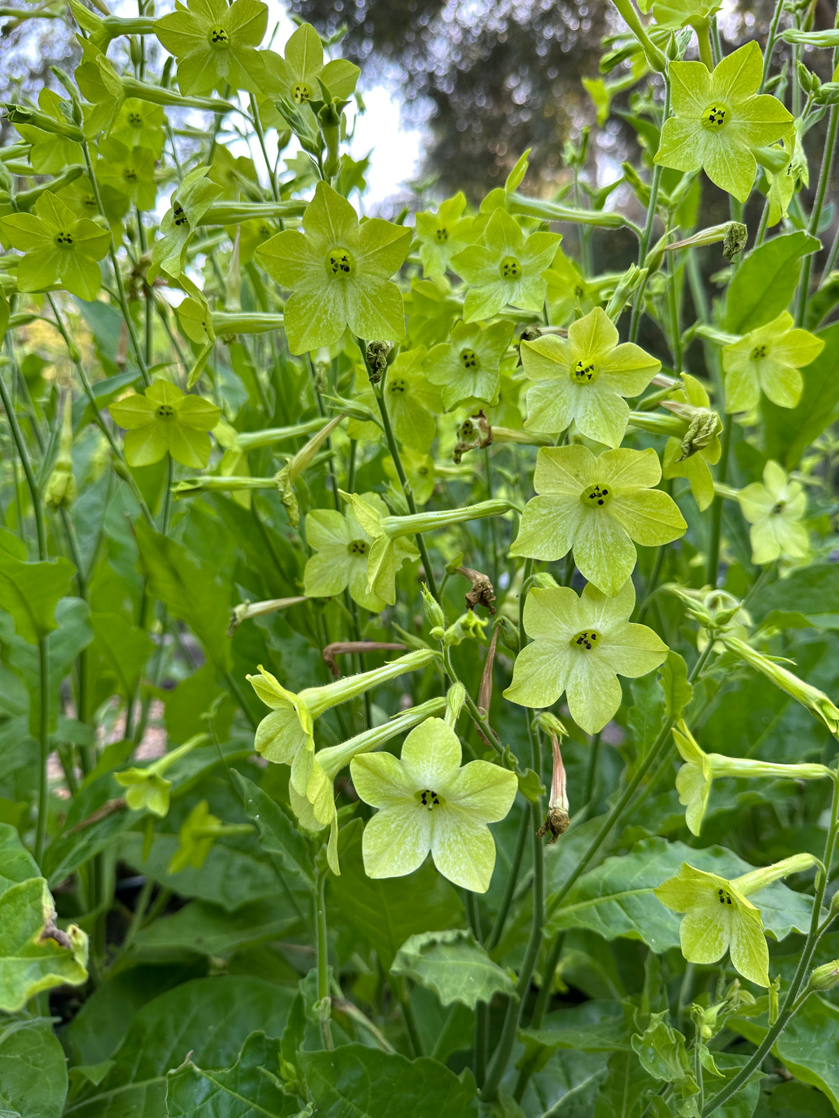 Heirloom Nicotiana - Nicotiana Lime Green