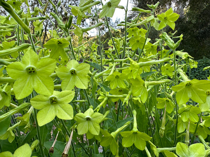 Heirloom Nicotiana - Nicotiana Lime Green