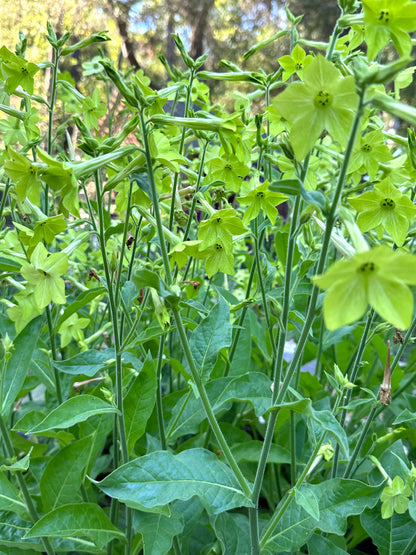 Heirloom Nicotiana - Nicotiana Lime Green